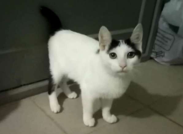 Котенок в добрые руки. Бедный Хвостик в Москве фото 8