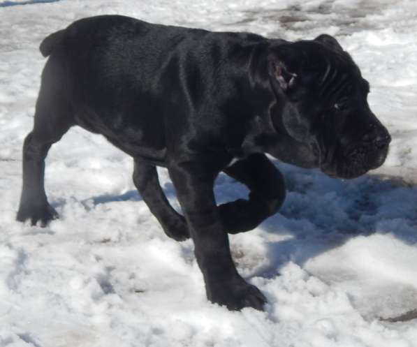 Щенки кане корсо (девочки) в фото 6