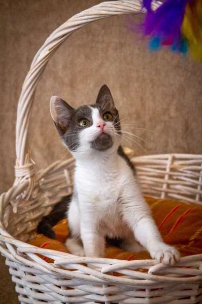 Великолепная котенок Куколка – прекрасная игруня ищет дом в Москве фото 6