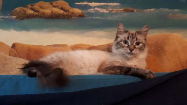 Просто Масяня в Люберцы фото 4