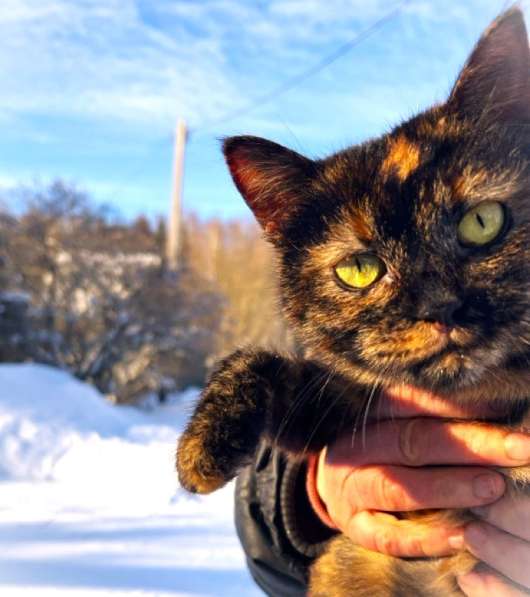 Ласковая кошка подросток Чунечка ищет семью в Москве
