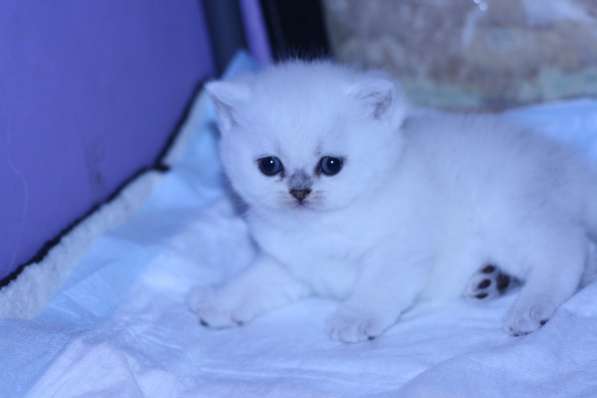 Котята британские серебристые шиншиллы в Москве фото 11