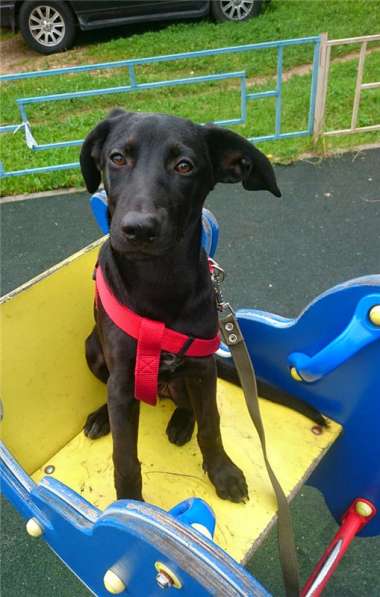 Ангел ищет семью