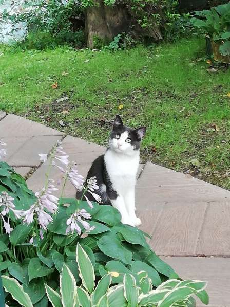 Ищем дом бездомному котику в Москве фото 3