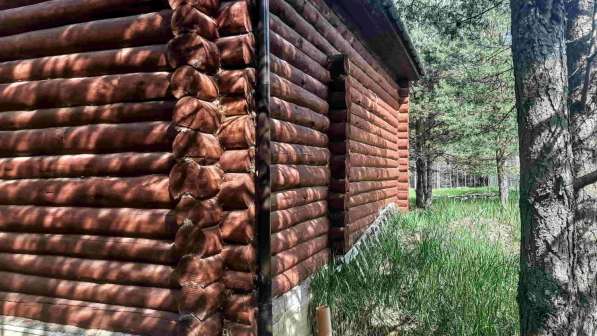 Бревенчатый дом в хвойном лесу у живописного озера в Пскове фото 19