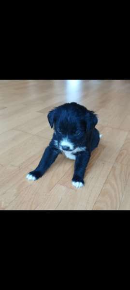 Щенки спанеэли без оплаты