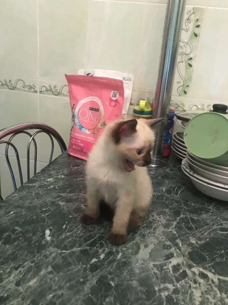 Продаётся тайский котёнок в Сочи