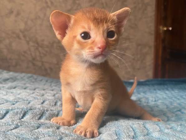 Абиссинские котята в Москве