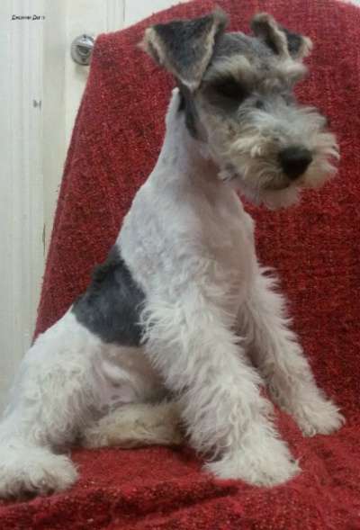 Щенки жесткошерстного фокстерьера в Краснодаре