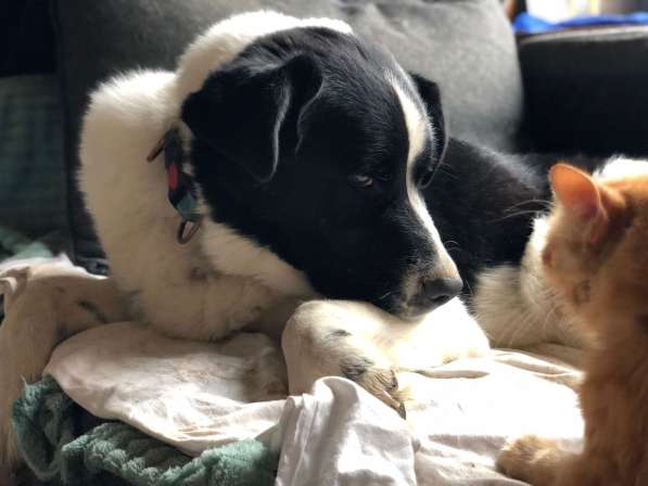 Белый Бим чёрное ухо в Москве фото 8