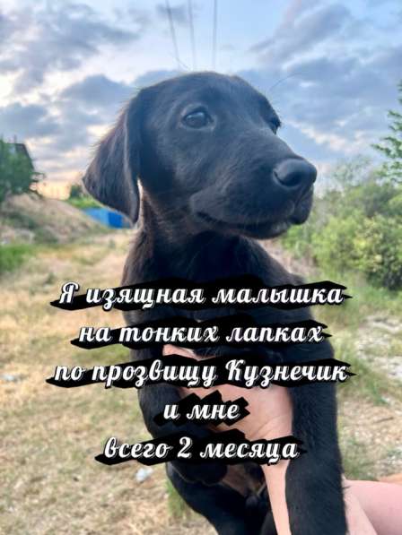 Отдам в добрые руки! в фото 4