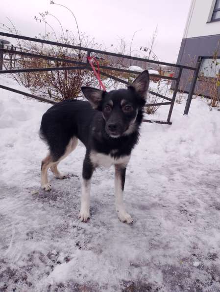 Ищет дом крошка-собачка весом 6 кг в Санкт-Петербурге фото 4