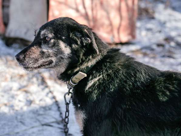 Ласковое солнышко Агата, добрейшая в мире собака в дар в Санкт-Петербурге фото 4