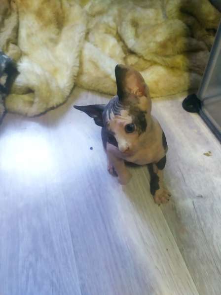 Донской сфинкс кошечка в 