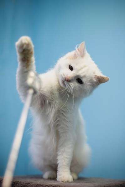 Милая и ласковая Бэлла ищет дом в Москве фото 3