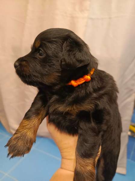 Щенки в добрые руки! в Ноябрьске фото 11