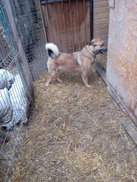 Ищем дом для маленькой Ватрушки в Москве