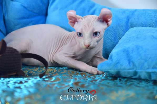 Котята Sphynx, Elf, Bambino, DWELF в фото 6