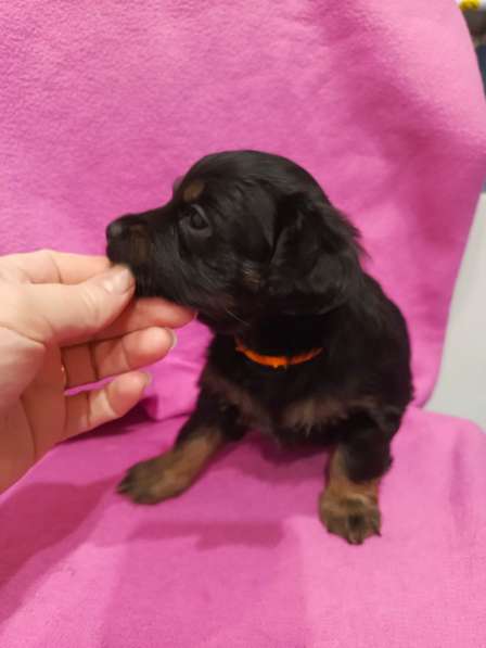 Щенки в добрые руки! в Ноябрьске фото 3