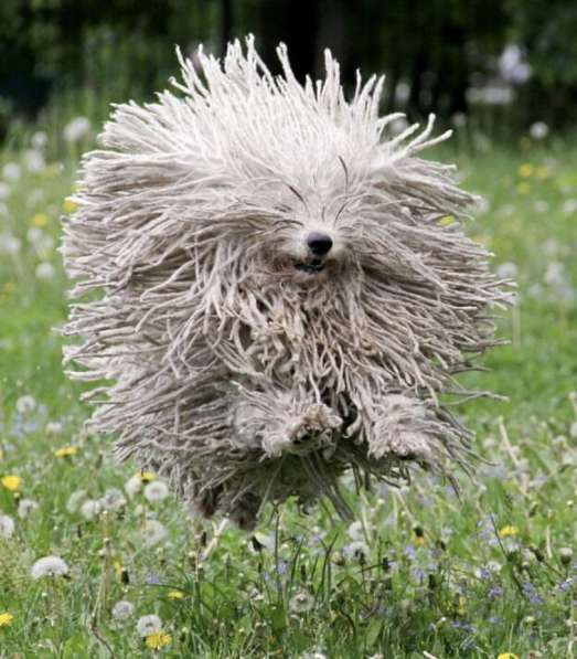 Венгерская овчарка пули