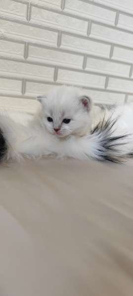 Шотландские котята в фото 3