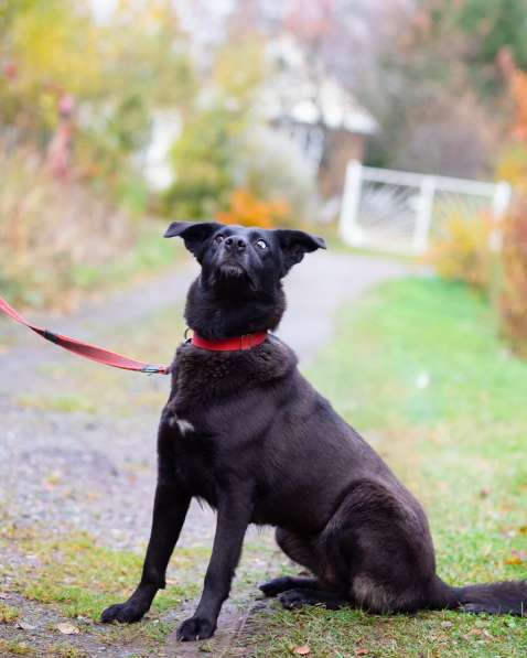Собака с разноцветными глазами в Санкт-Петербурге фото 19