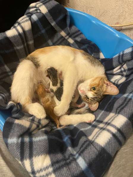 Котята в добрые руки в Одинцово