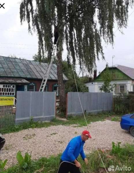 Спил деревьев в Туле фото 6