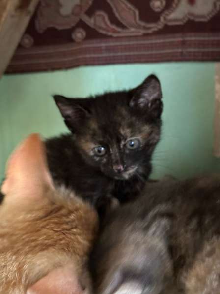 Отдам котят в добрые руки! в Самаре