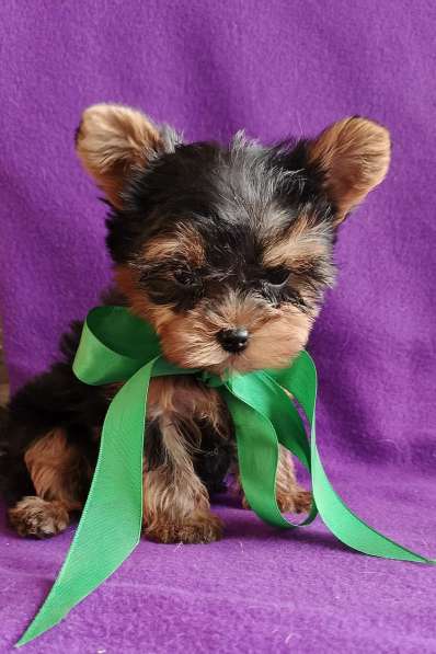 Девочка йорк в Москве