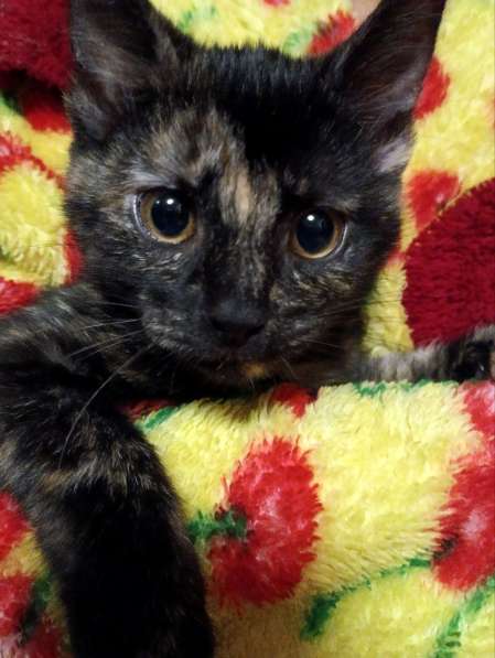 Весёлые и ловкие котятки ищут дом в фото 6