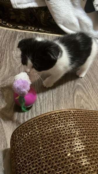 Шотландский вислоухий котенок Скотти фолд в Волгодонске фото 3