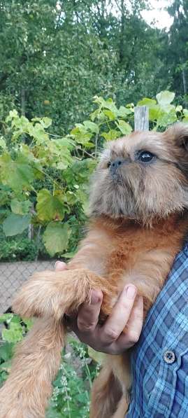 Брюссельский ГРИФФОН мальчик 4 мес в фото 7