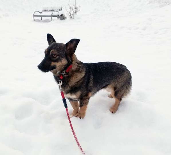 Совсем маленькая собачка, 7 кг