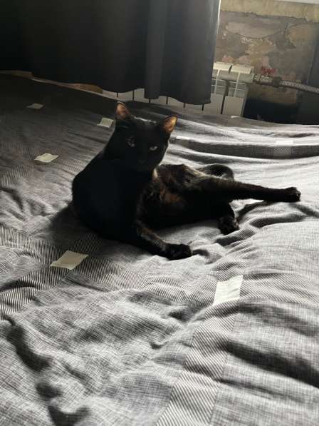 Отдам в добрые руки в Новочебоксарске