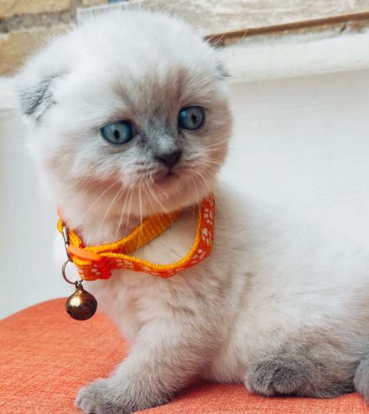 Scottish Fold в фото 5