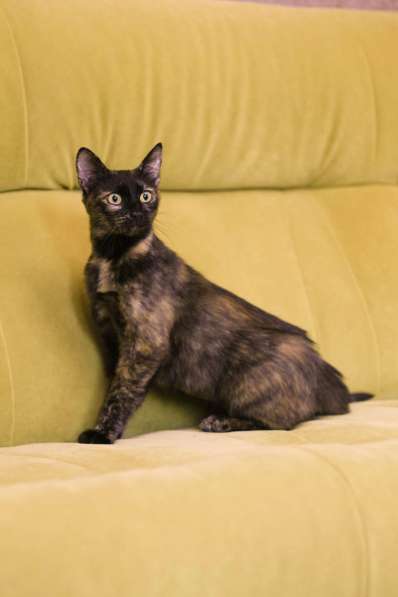 Трехцветная черепаховая кошечка Халва в дар