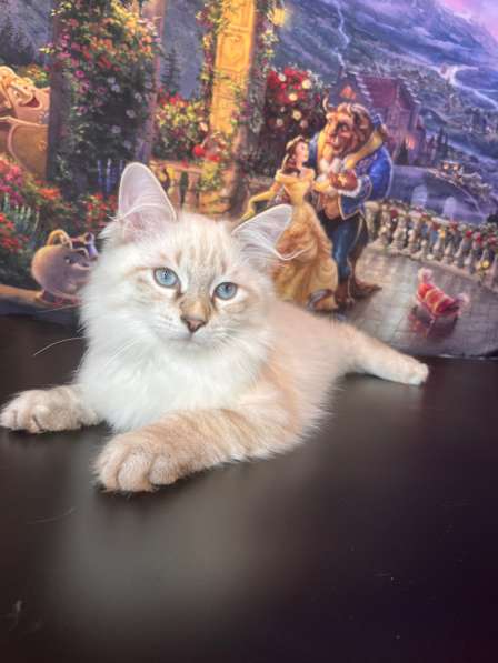 Красавчик Амин Амр Хамса в Москве