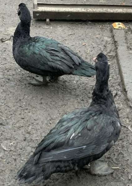 Мускусные утки тяжелой линии в Москве фото 3