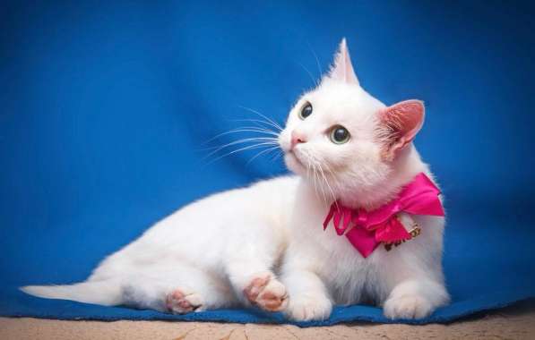 Белая кошечка Одри в добрые руки в Москве фото 14