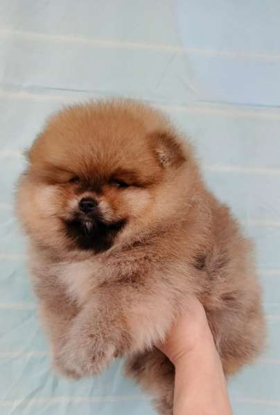 Pomeranski Mini Shpic Pomeranian Spitz Померанские Мини шпиц в фото 35