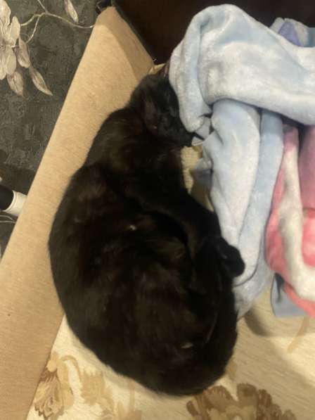 Кошка в добрые руки в Санкт-Петербурге фото 3