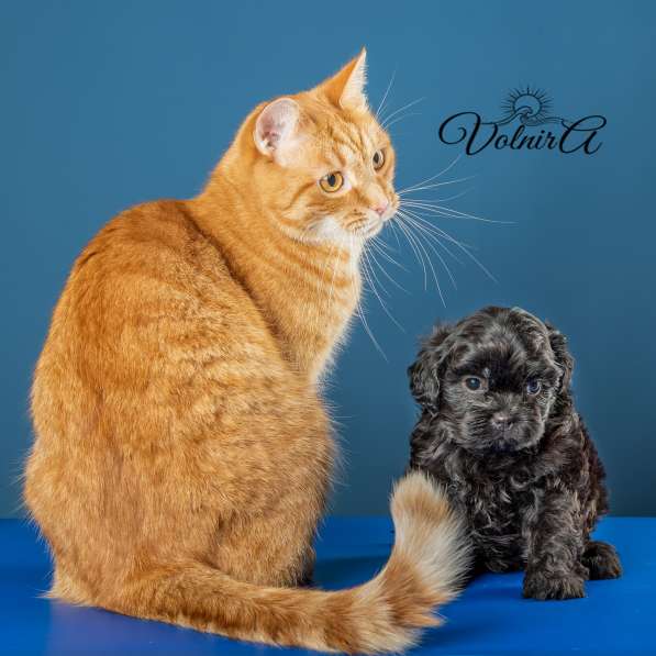 Русская цветная болонка Щенки в Подольске фото 8