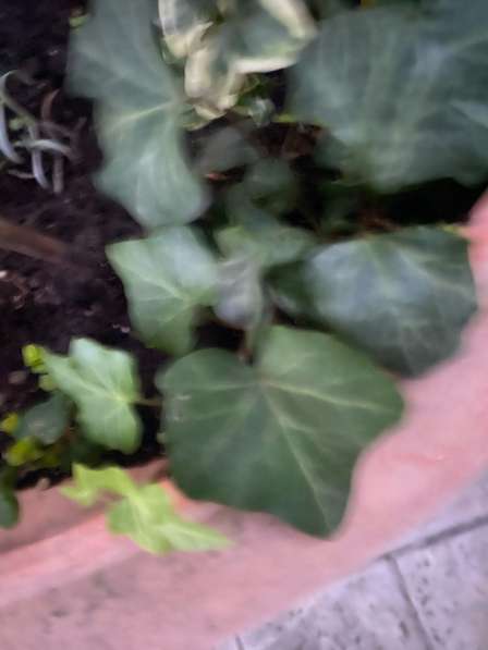 Плющ хедера в Новороссийске