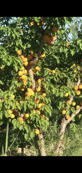 Плоды абрикоса в 