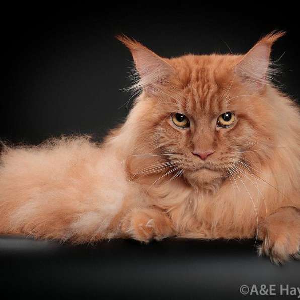 Котята мейн-кун в Москве фото 5