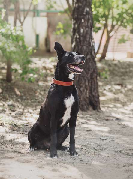 Статный красавец Виконт ищет семью в Москве фото 48