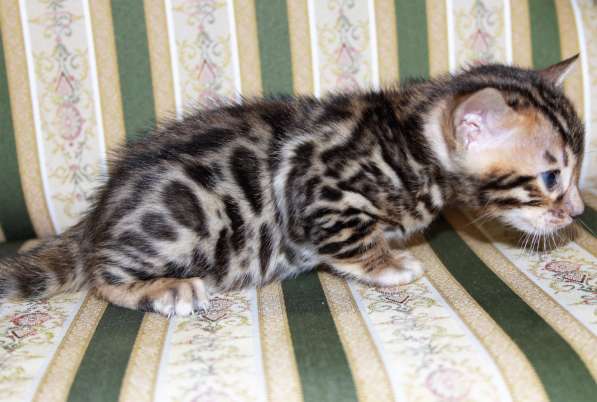 Бенгальский мальчик №3 в Санкт-Петербурге фото 5