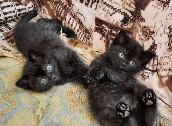 Котята девочки темненькие метисы от шотландской в Гатчине фото 4