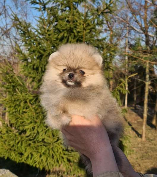 Щенки шпиц в Калининграде фото 16